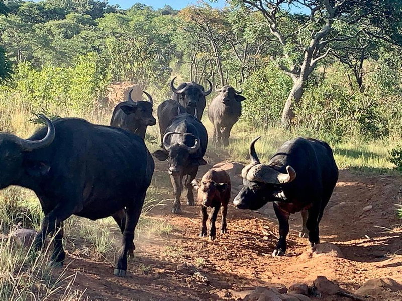 Moletani Game Ranch, Atoom, South Africa