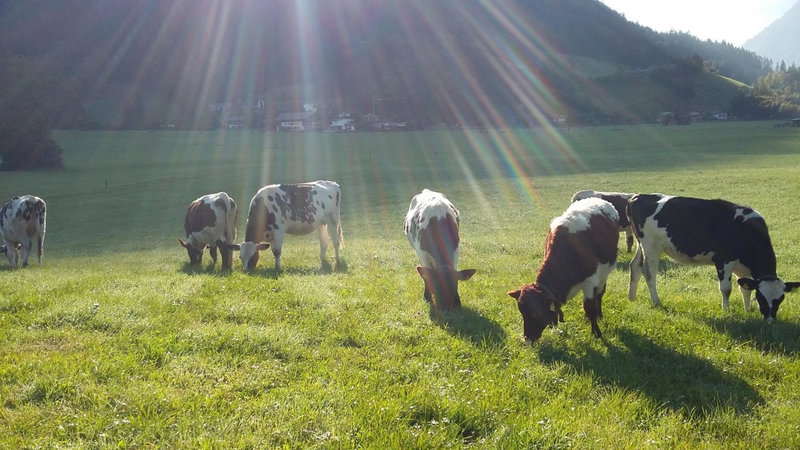 Ferienzimmer Brennerbauer, Lofer, Austria