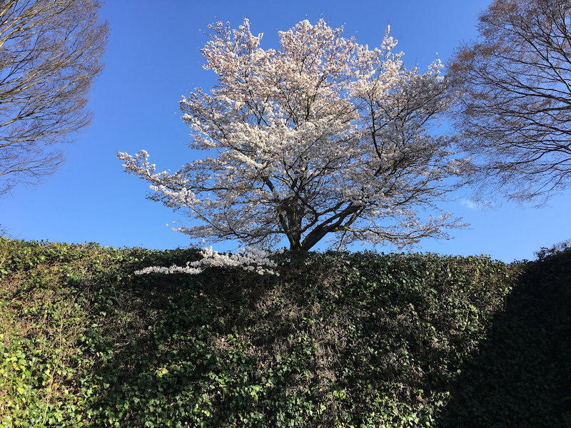 Minsyuku Satoyama, Tsuwano, Japan