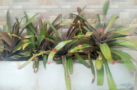 Homestay Bumi Asri III Cikutra, Bandung, Indonesia