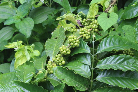 Whistling Woods Farm Stay, Kushālnagar, India