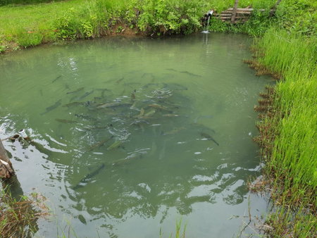 Pokoje u Juroszka, Istebna, Poland