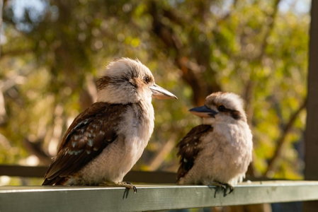 McLean Beach Holiday Park, Deniliquin, Australia