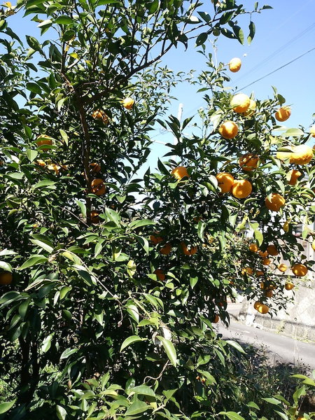 Nouka Minpaku Mirainouen, Tanabe, Japan