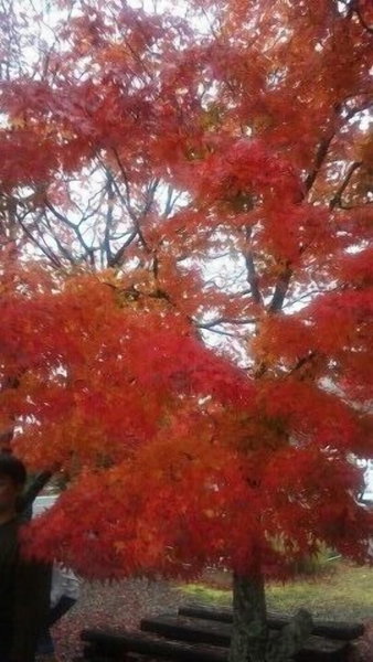Nouka Minpaku Mirainouen, Tanabe, Japan