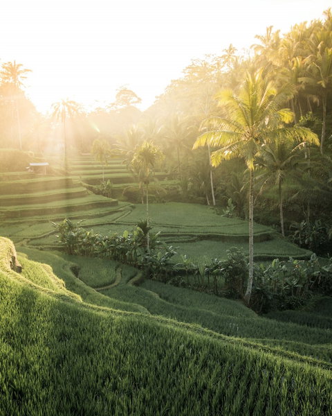 Astonishing Jungle Villa, 4 BR, Ubud With Staff, Ubud, Indonesia