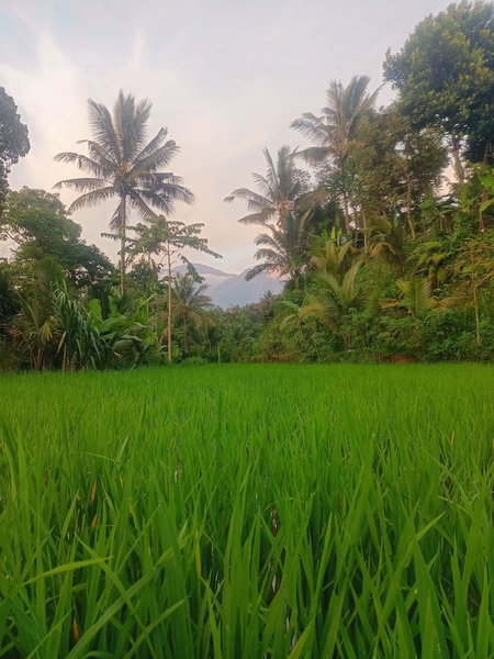 Lingkung Park Tetebatu, Tetebatu, Indonesia