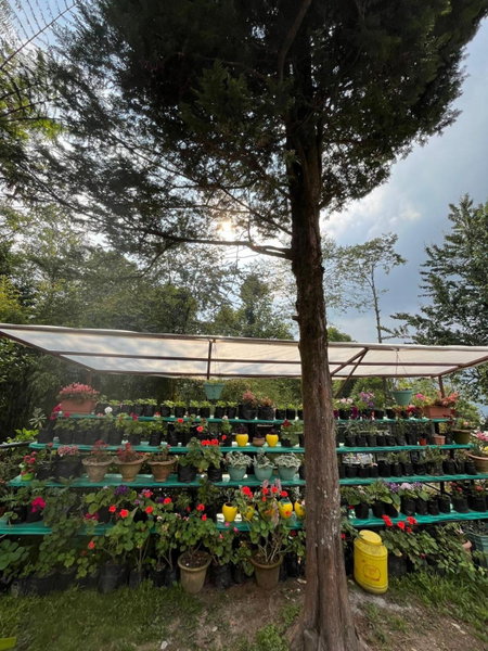 Ifseen Villa, Pelling, India