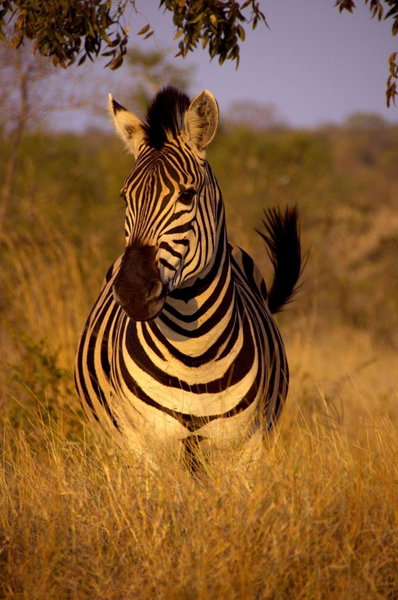 Moholoholo Mountain View, Hoedspruit, South Africa