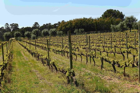 Quinta da Fata, Nelas, Portugal