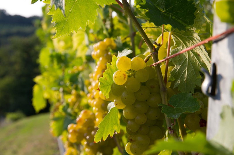 Weingut Schwarzl, Ratsch an der Weinstraße, Austria