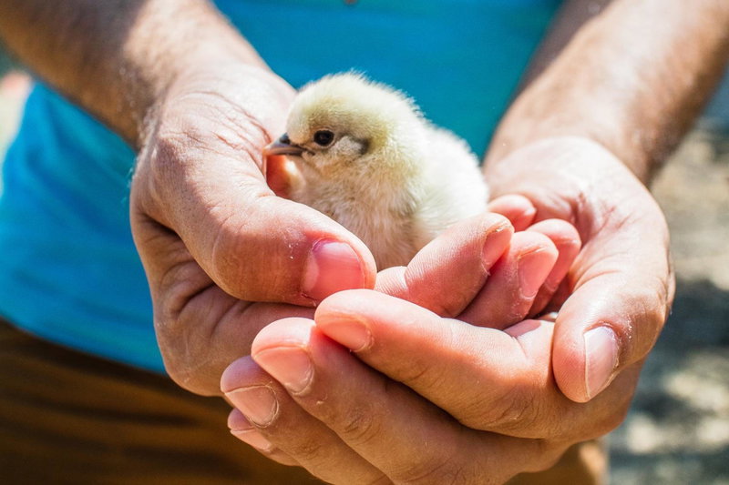 Il Gallo Con Gli Stivali, Termoli, Italy