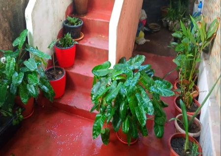 Raelyn's Homestay, Cochin, India