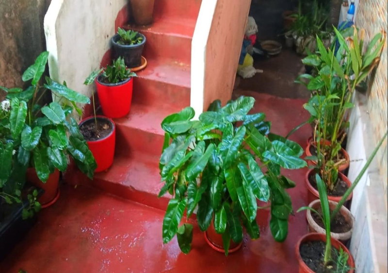 Raelyn's Homestay, Cochin, India
