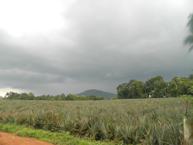 ZaMaRaYa Bed & Breakfast, Angamali, India