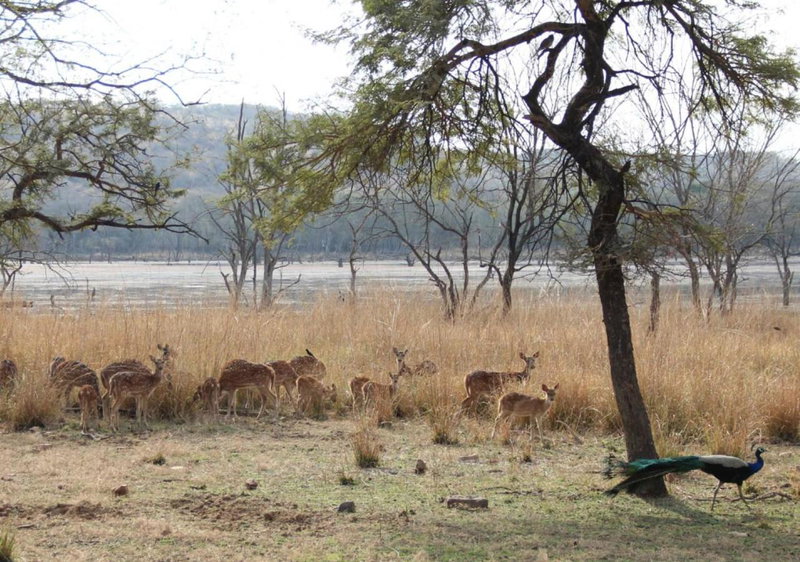 Anugraha Homestay, Rāmnagar, India