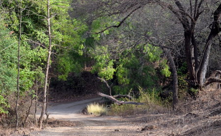 The Postcard Gir Wildlife Sanctuary, Sasan Gir, India