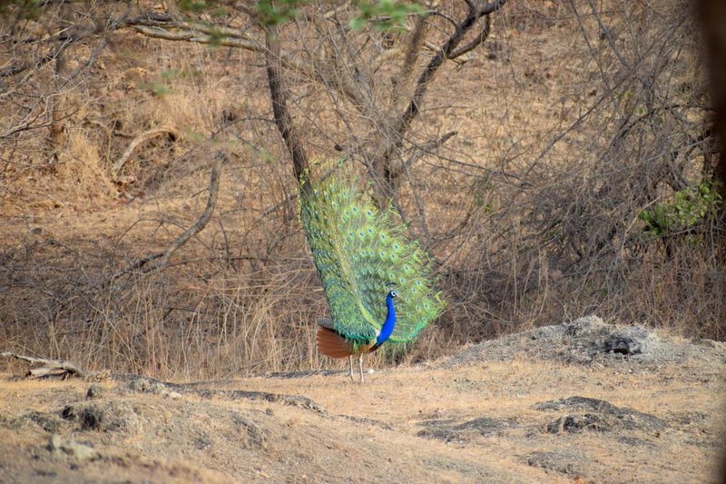 The Postcard Gir Wildlife Sanctuary, Sasan Gir, India