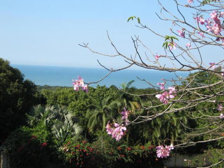 raphia on sea, Mtunzini, South Africa