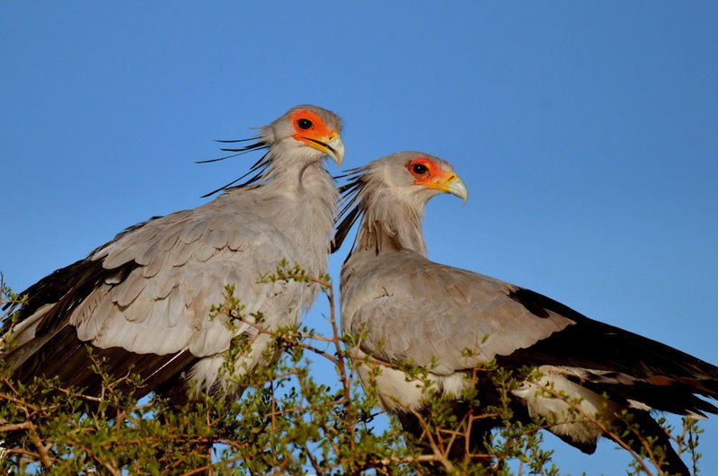 Elephants Lodge - Bellevue Forest Reserve, Paterson, South Africa