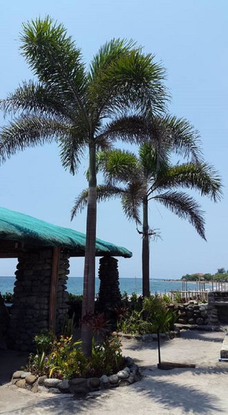 RedDoorz @ White Castle Beach Resort Iba Zambales, Iba, Philippines