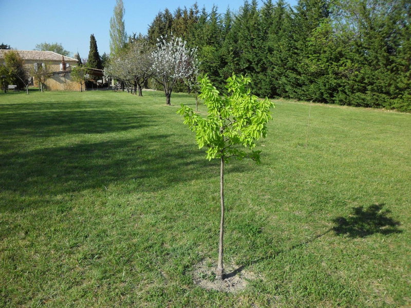 La Mandarine, Piolenc, France