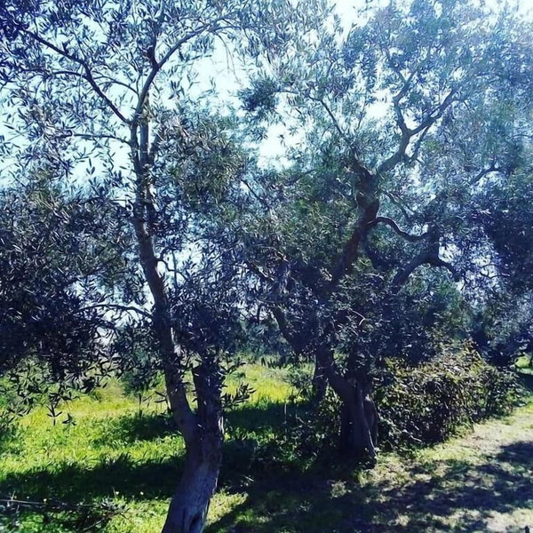 Verdeoliva Bed & Breakfast, Bari, Italy