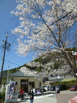 Wakihonjin, Kikugawa, Japan
