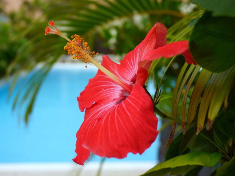 Hotel Palm Tree Hill, Okinawa City, Japan