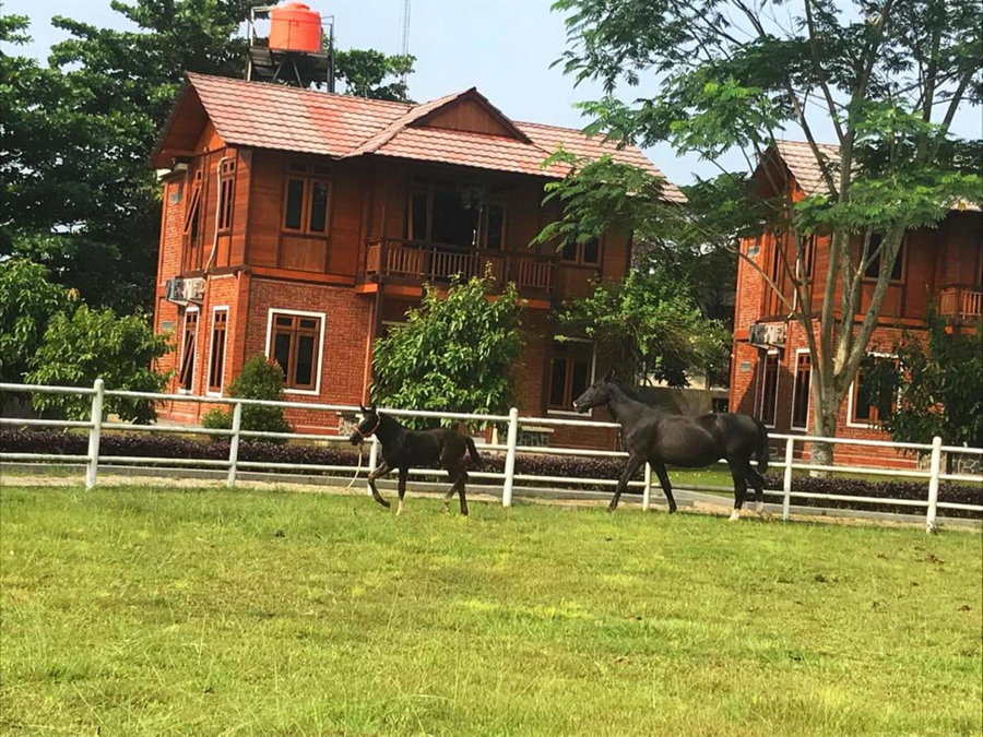 One Global Adria - Equine Estate & Resorts, Tangerang, Indonesia