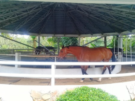 One Global Adria - Equine Estate & Resorts, Tangerang, Indonesia