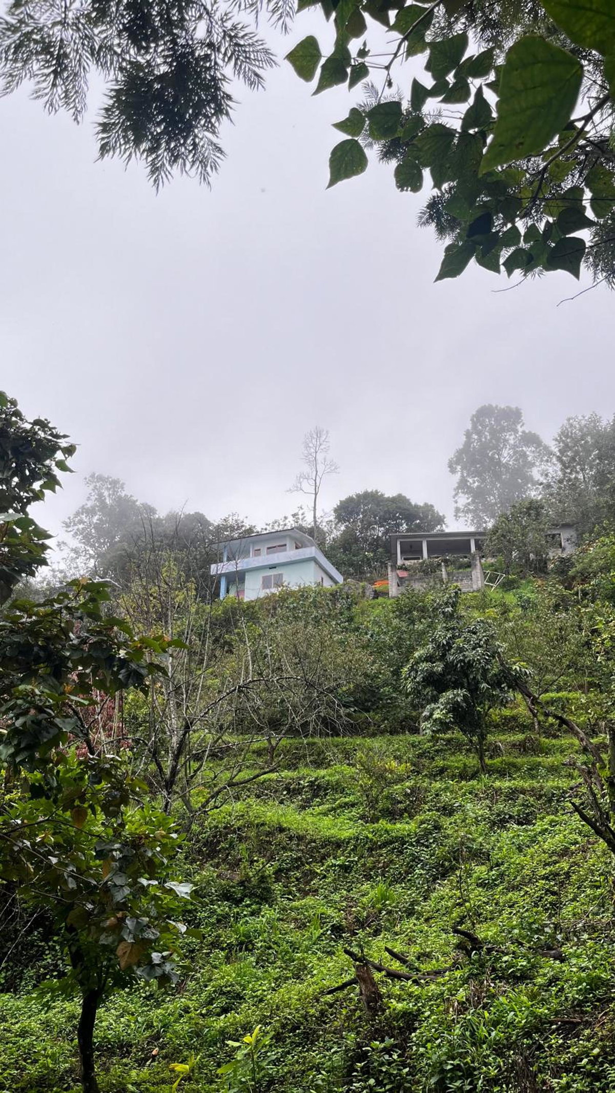 Alpine FRUITS DALE KANTHALLOOR, India