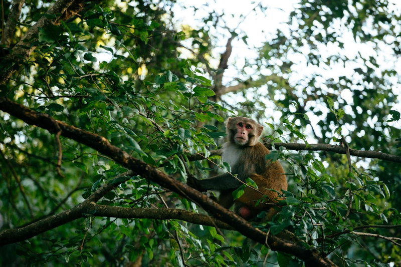 Sterling Riverview Jim Corbett, Marchula, India