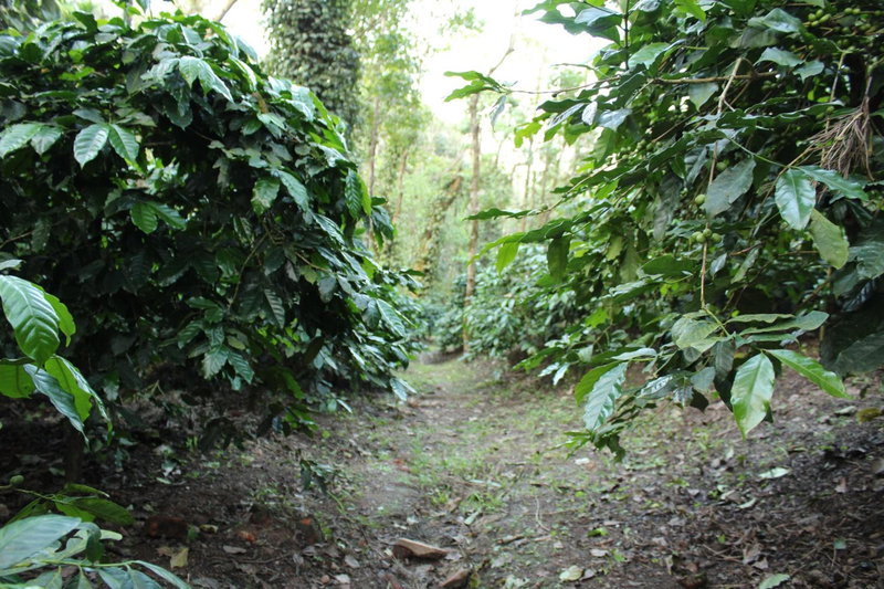 Guddadamane Homestay, Chikmagalūr, India