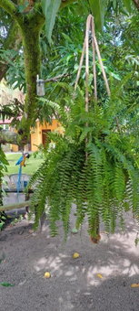 Casa Recanto das Mangueiras Japaratinga - Alagoas, Japaratinga, Brazil