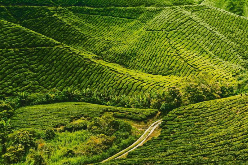SUPER OYO 44029 Tudor Home Inn, Cameron Highlands, Malaysia
