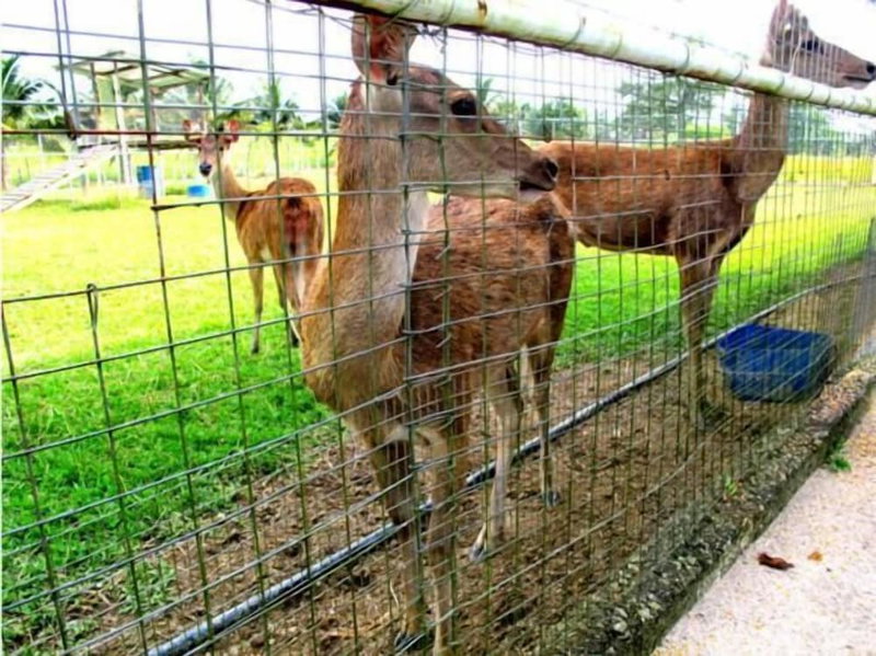 UK Farm Agro Resort, Batu Pahat, Malaysia