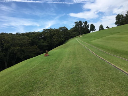 ディアヘッド伊東, Ito, Japan