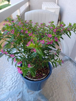 Amber's home, Alexandroupoli, Greece