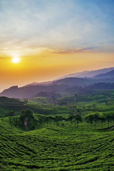 Homestay Sembiring Puncak, Cisarua, Indonesia