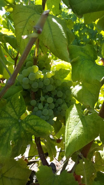 Quinta Do Acipreste (Antiga Quinta Da Torre), Lamego, Portugal