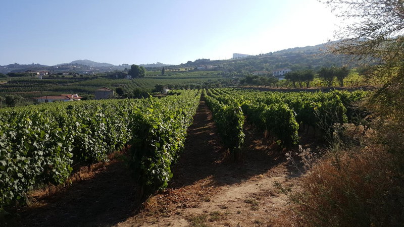 Quinta Do Acipreste (Antiga Quinta Da Torre), Lamego, Portugal