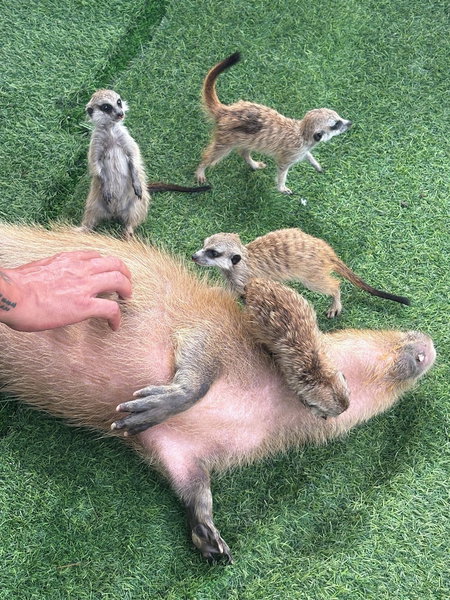 Capybara Zen Resort And Spa, Mae Pong, Thailand