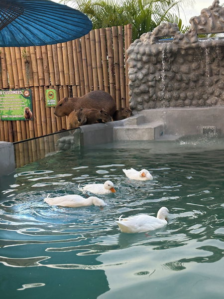 Capybara Zen Resort And Spa, Mae Pong, Thailand