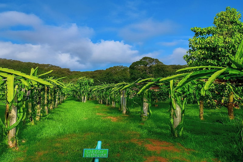 Greenheart Garden View Camp Phuket, Karon, Thailand