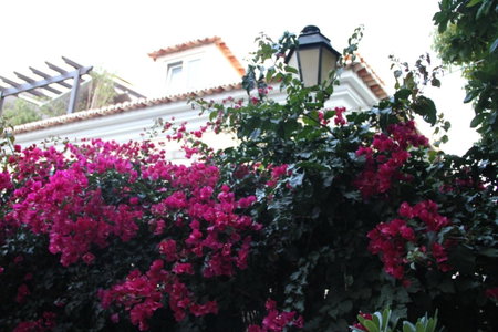 Ninho Salino, Cascais, Portugal