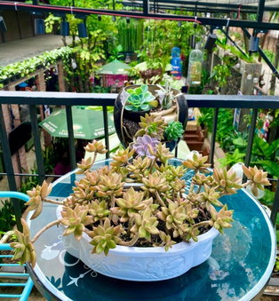 Jrai Homestay, Pleiku, Vietnam