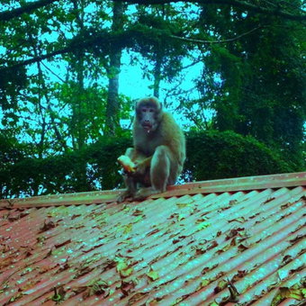 Orion Retreat, Darjeeling, India