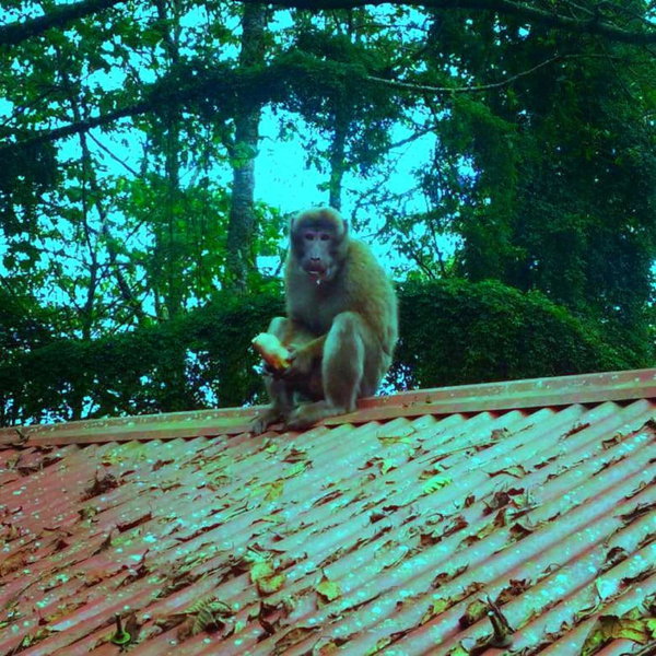 Orion Retreat, Darjeeling, India