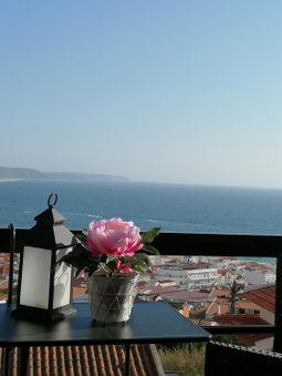 Flor do Mar, Nazaré, Portugal